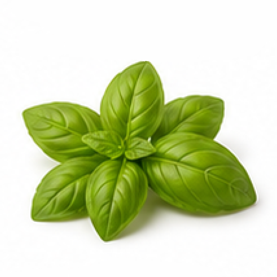 Basil