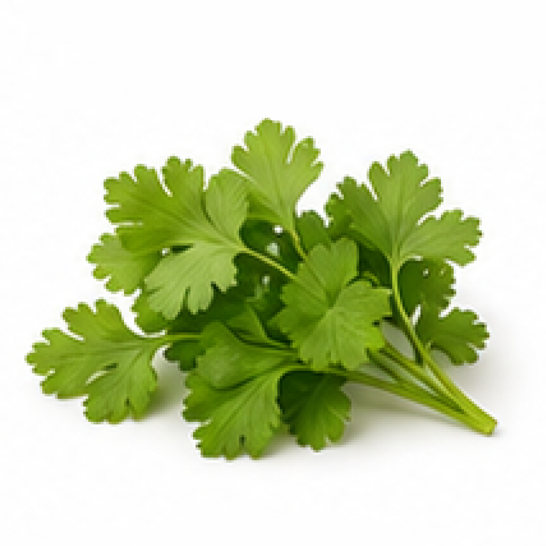 Coriander