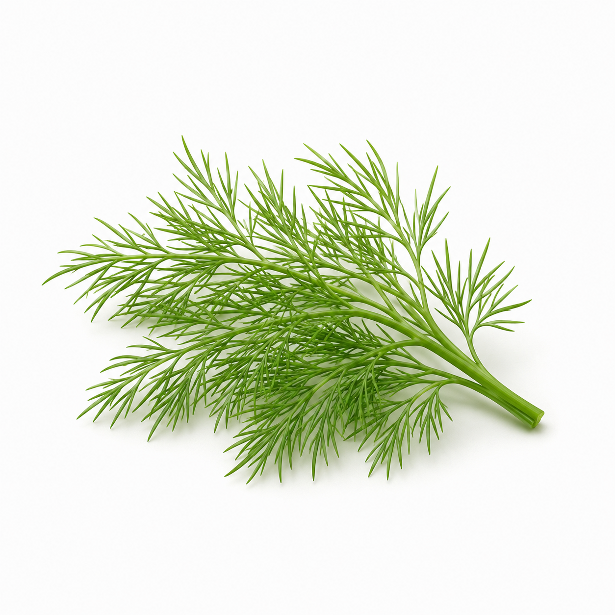 Dill