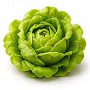 Lettuce