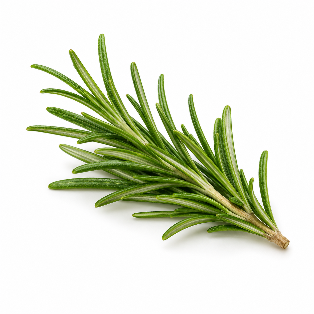 Rosemary