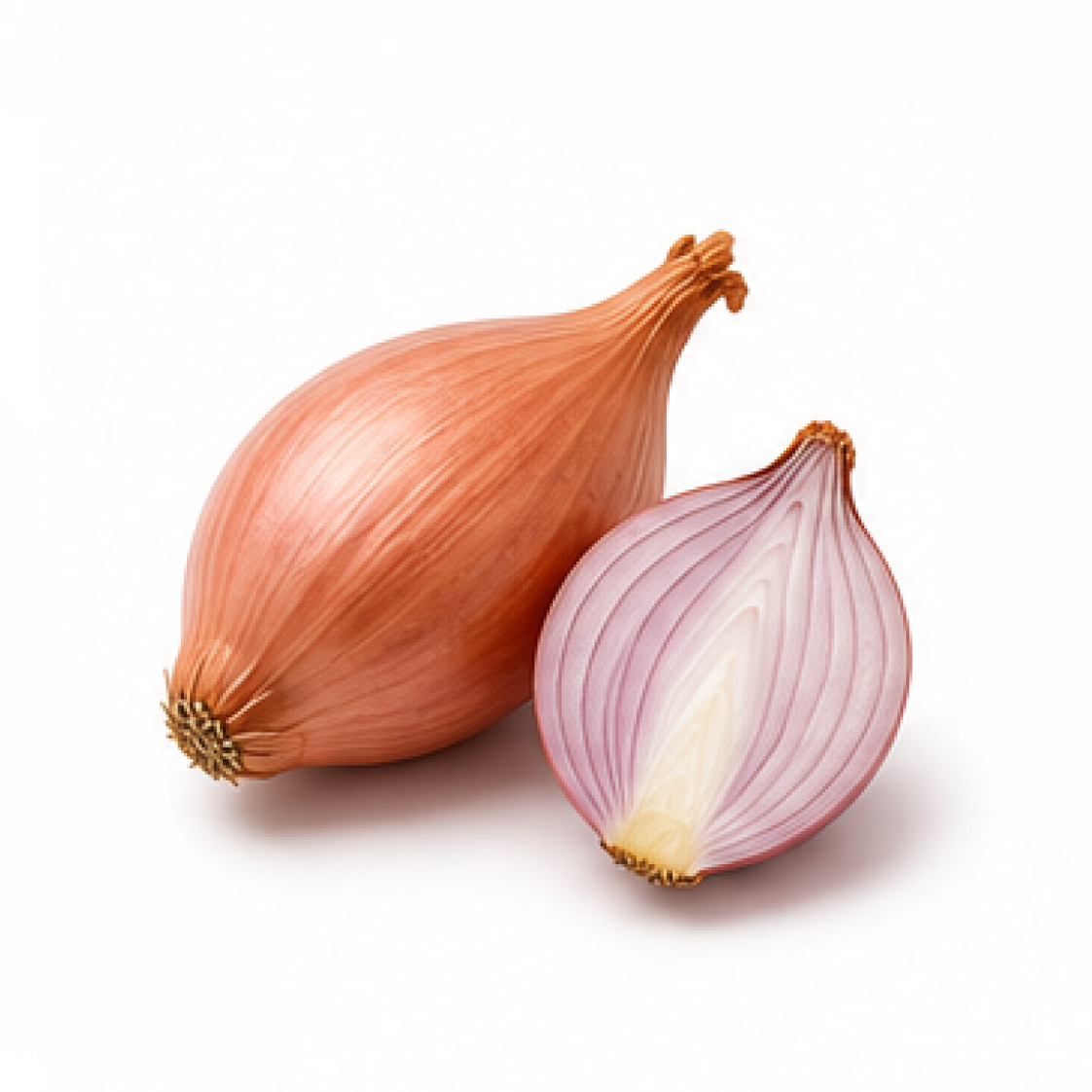 Shallot
